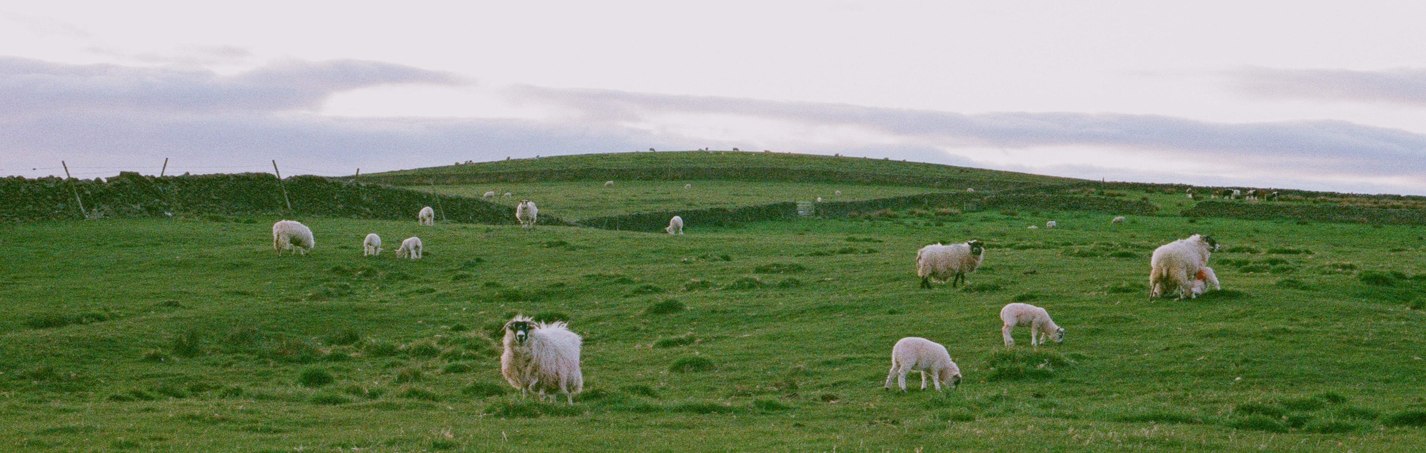 Green Hillside with Sheep by Jakob Cotton on unsplash.com